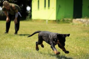 Descubre los beneficios del curso de adiestramiento canino