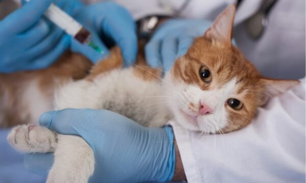 ¿Qué es la epizootia? Escuela Atelier