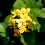 Descubre las funciones de la botánica, los objetivos de esta ciencia, el trabajo que realizan los botánicos y cómo empezar.