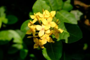 funciones-de-la-botanica Descubre las funciones de la botánica, los objetivos de esta ciencia, el trabajo que realizan los botánicos y cómo empezar.