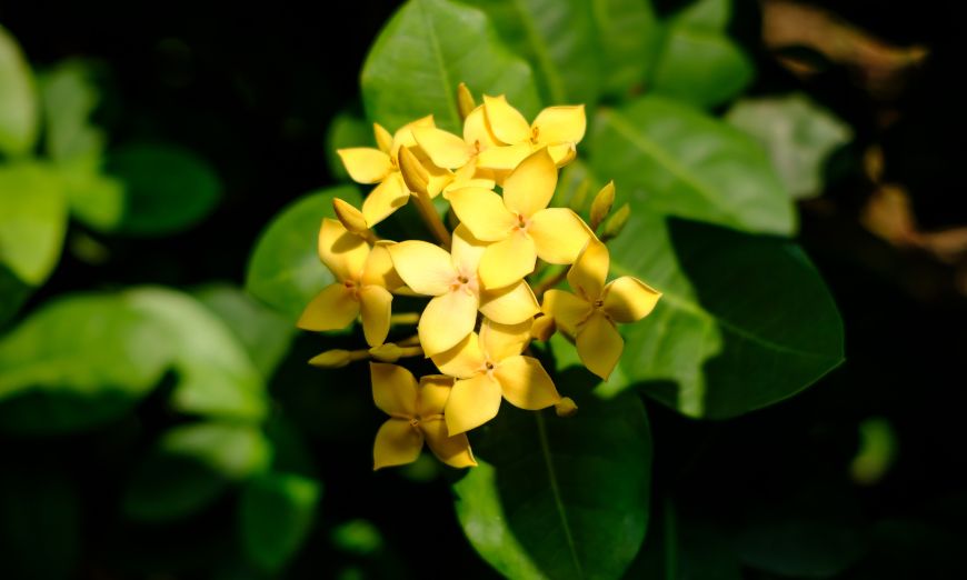 Descubre las funciones de la botánica, los objetivos de esta ciencia, el trabajo que realizan los botánicos y cómo empezar.